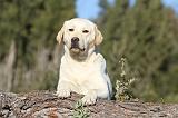 LABRADOR 626
